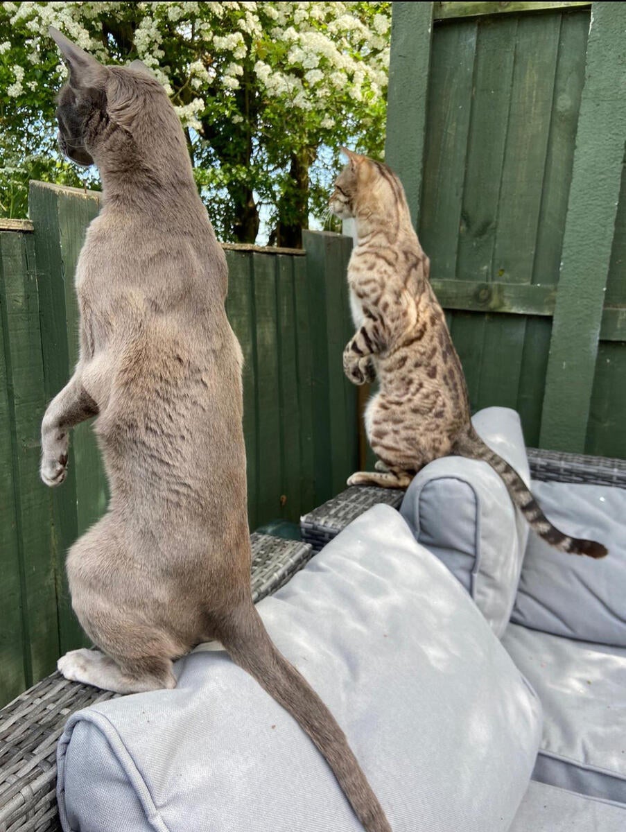 Dois gatos com a postura em pé olhando por trás de cerca
