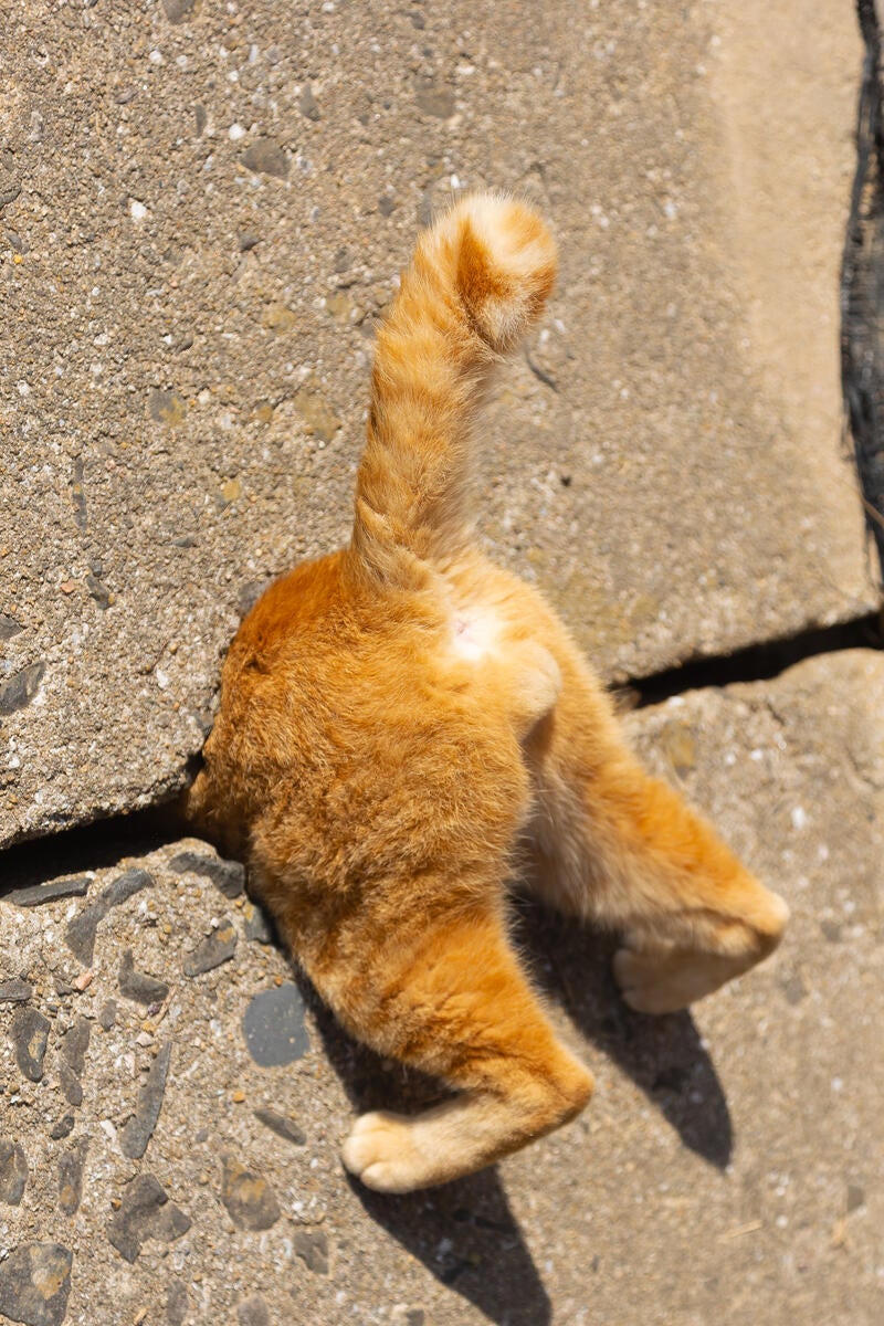 Gato laranja preso com a bundinha de fora