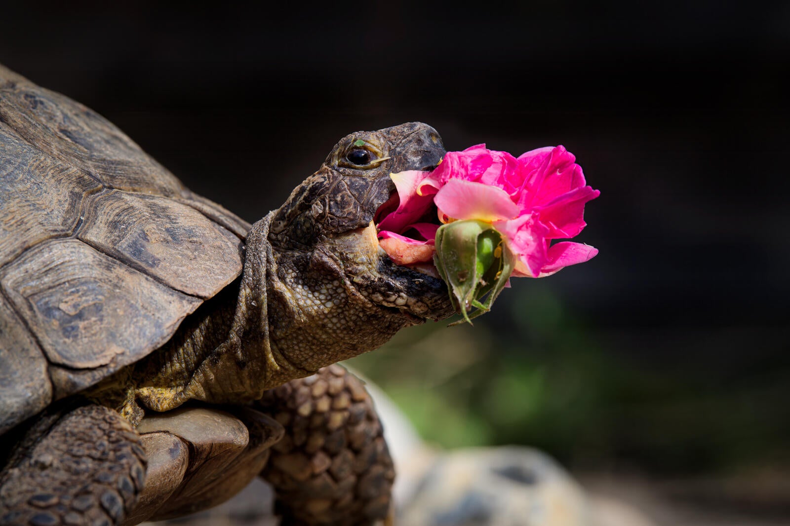 Tartaruga comendo flor rosa