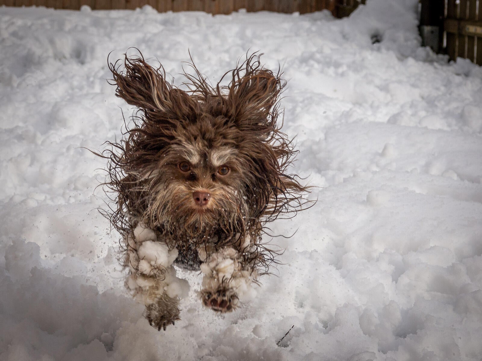 Cachorro com os pelos molhados na neve