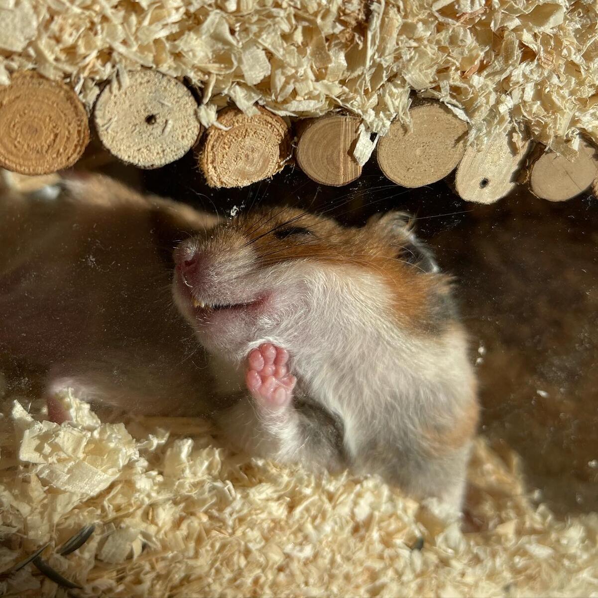 Hamster com a cabecinha encostada no vidro