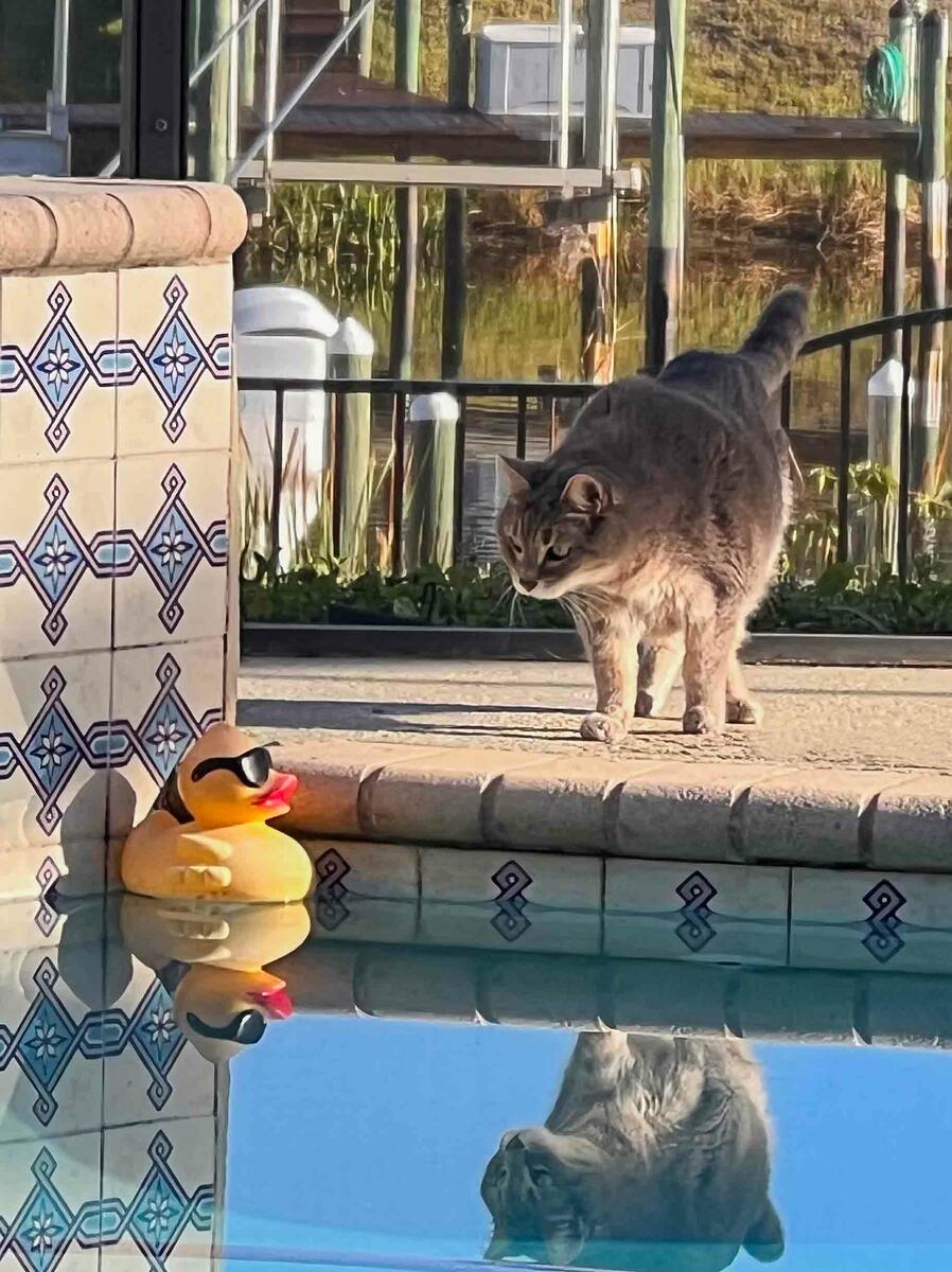 Gato olhando para boia de patinho na piscina