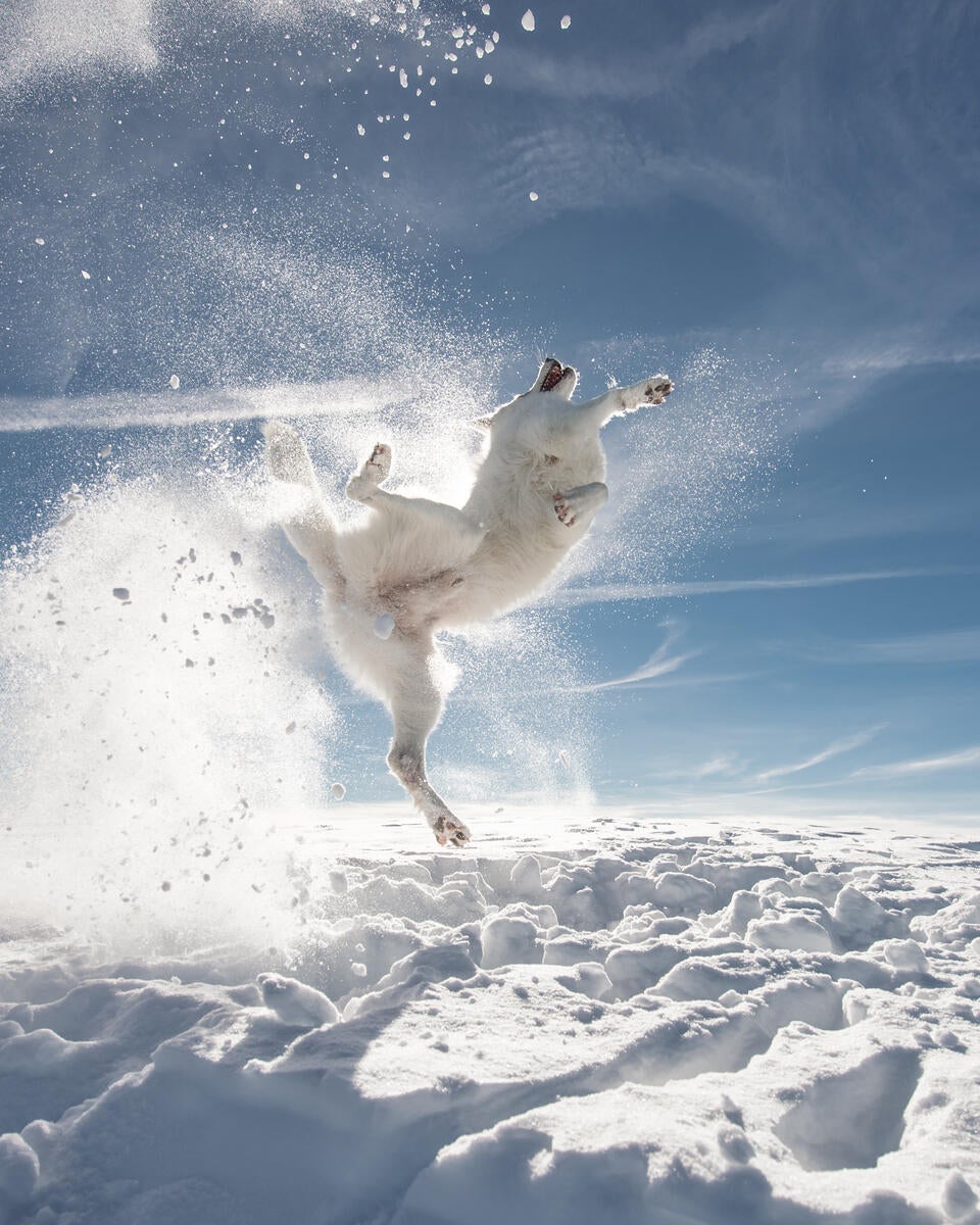 Cachorro voando no ar com gelo em volta como se estivesse lutando