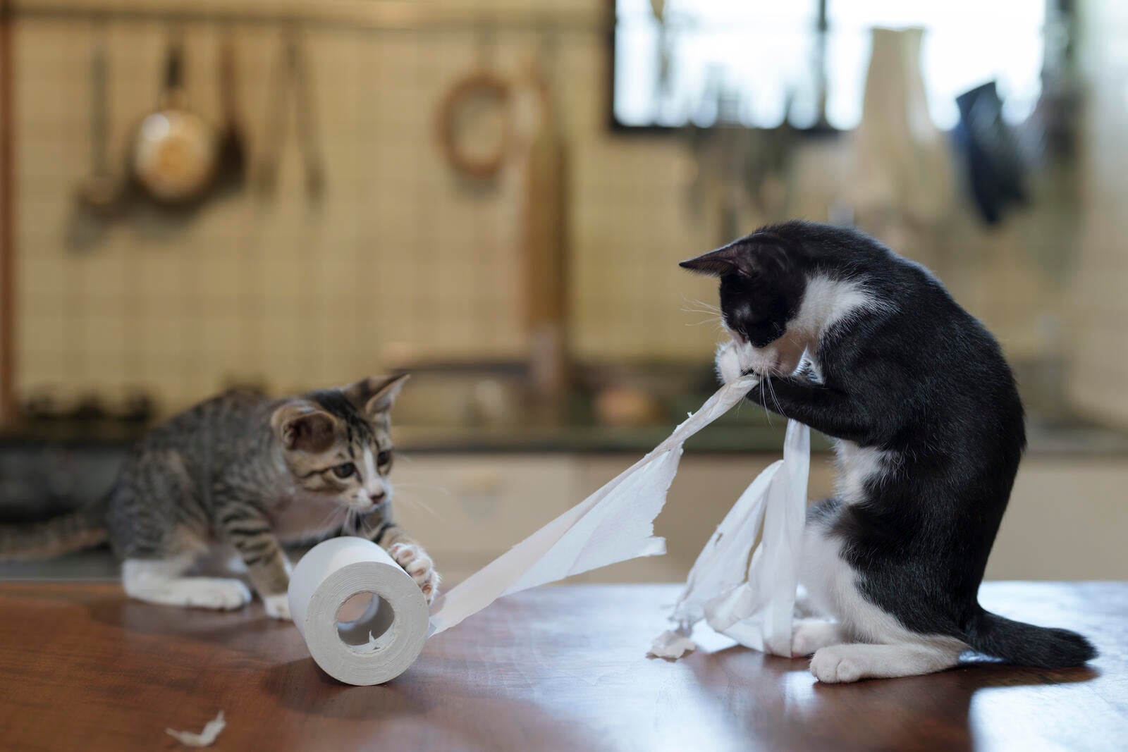 Dois gatos brincando com papel higiênico
