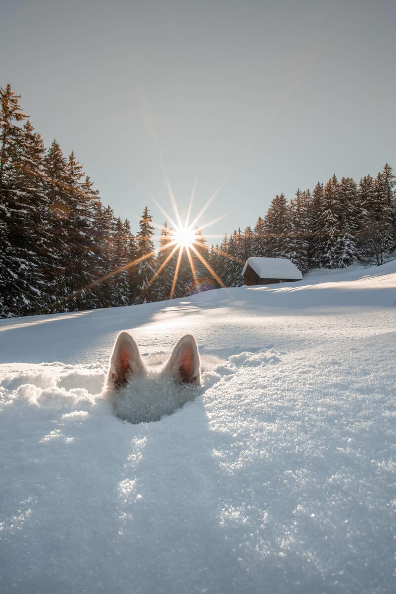 Cachorro escondido debaixo da neve só com as orelhas de fora