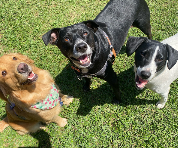 três cachorros felizes em cima de gramado