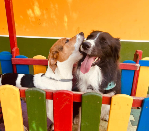 dois cachorros dentro de um cercadinho colorido