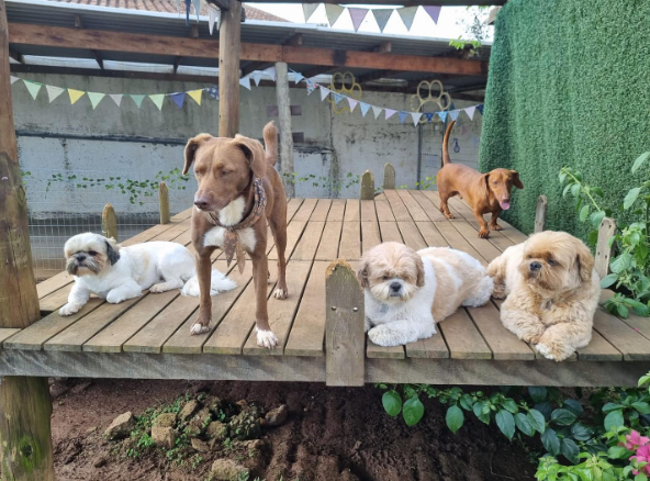 cachorros em cima de uma plataforma de madeira