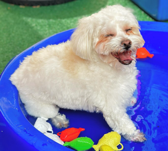 cachorro branco feliz na piscina