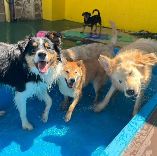 cachorros na piscina