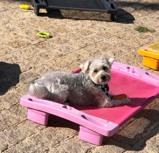 cachorro pegando sol em esteira rosa