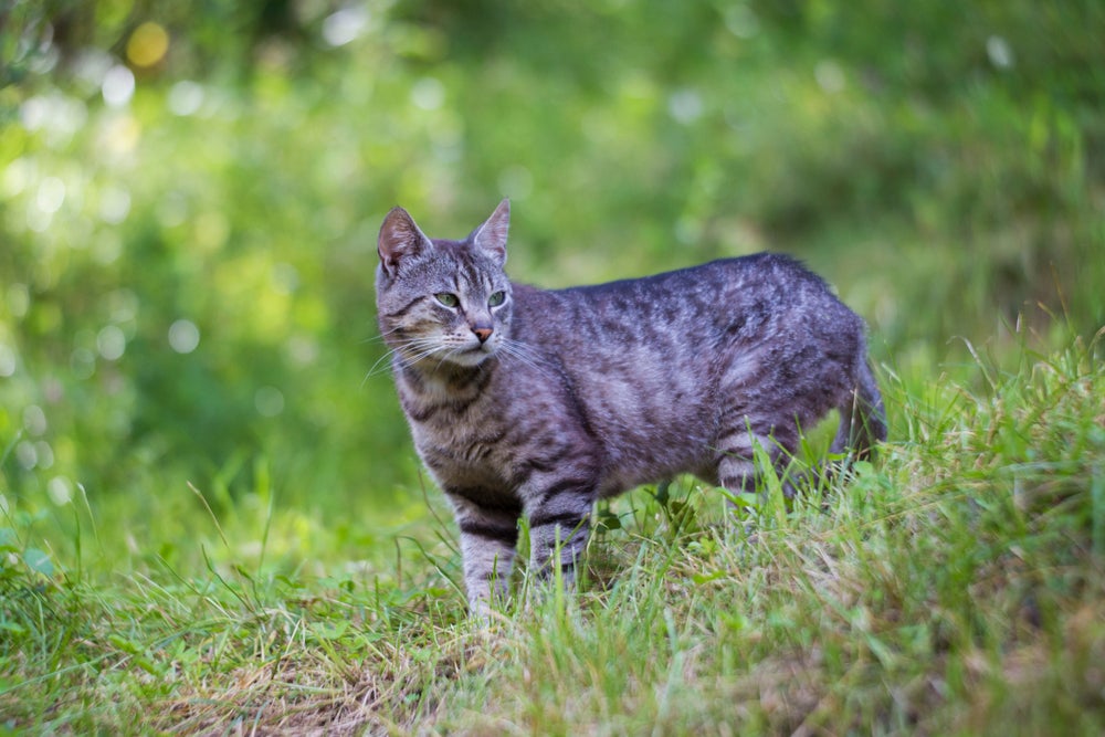 gato manês malhado andando pelo parque