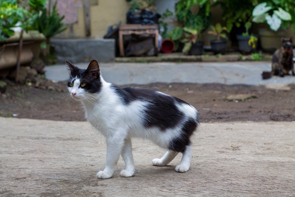 gato manês frajola andando pela rua