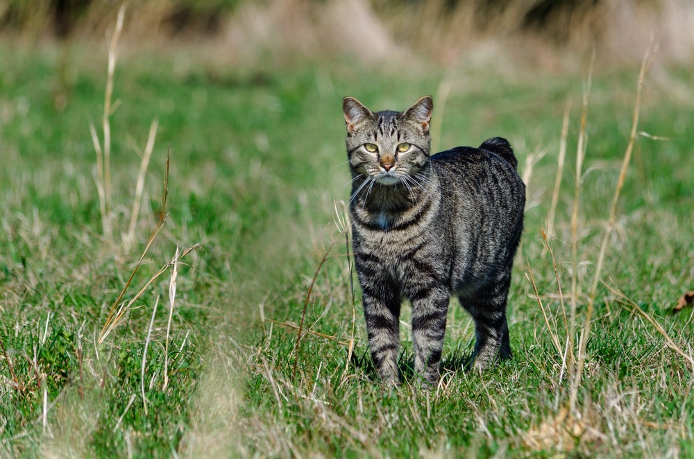 gato manês malhado em cima de gramado