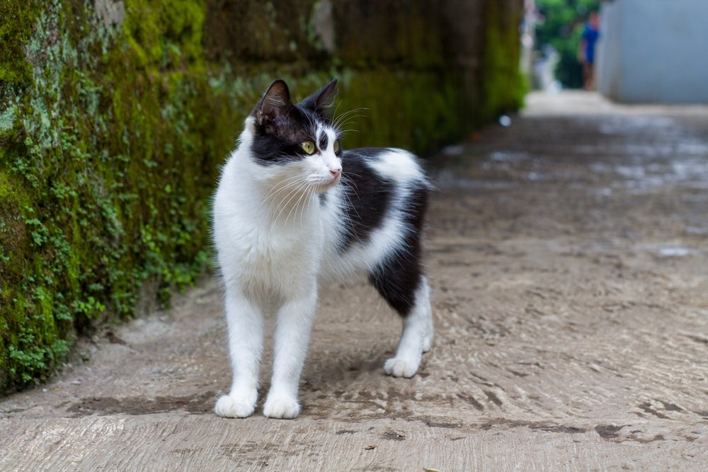 gato manês preto e branco andando ao ar livre