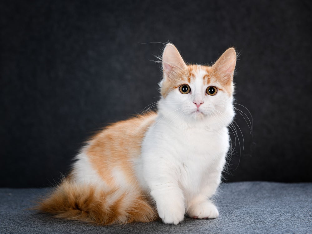 Gato Munchkin laranja e branco sentado