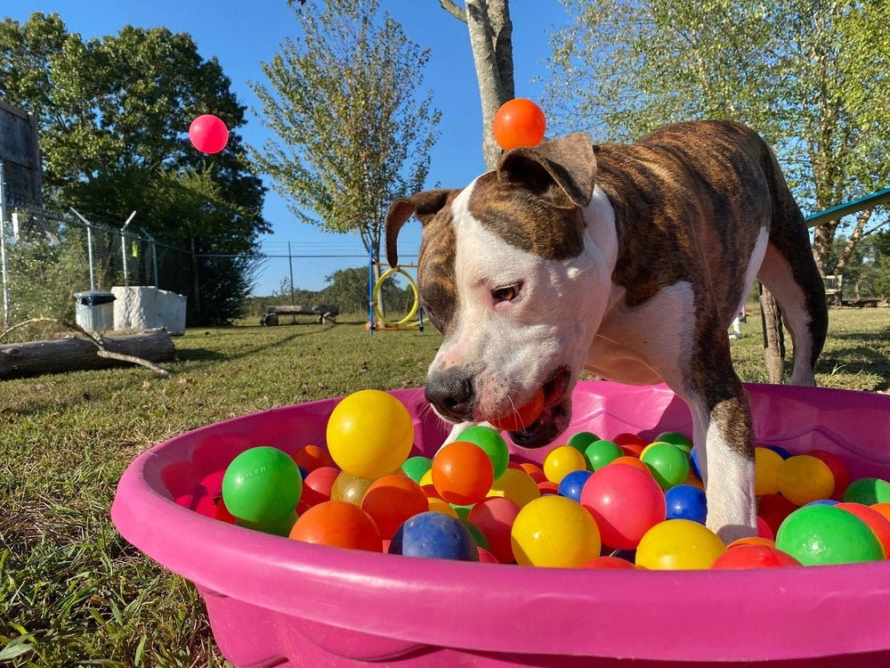 cachorro se divertindo em uma piscina de bolinhas