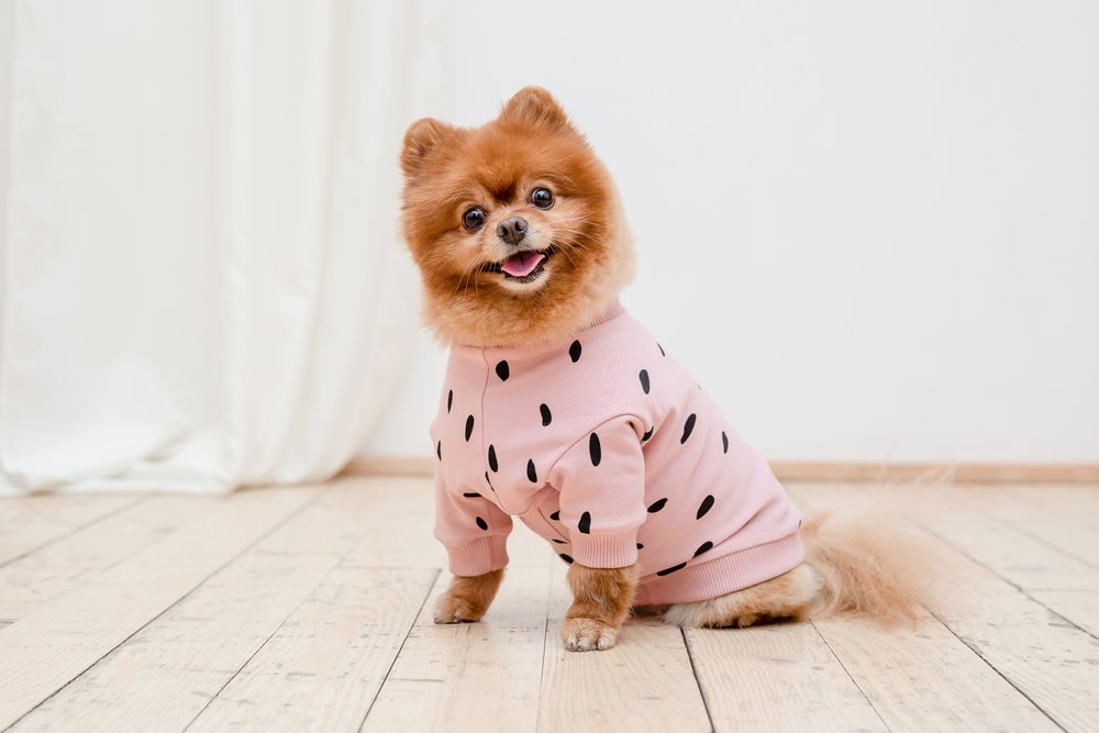 cachorro feliz com roupinha rosa