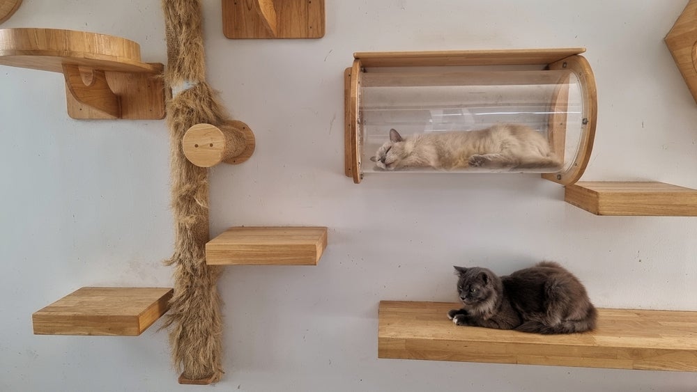 gatos descansando no playground de parede