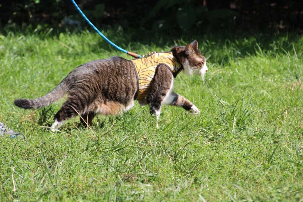 Na hora do passeio, a recomendação é utilizar uma coleira peitoral para gatos do modelo
