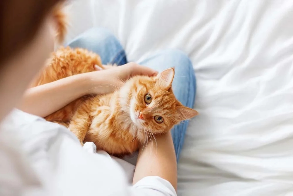 Rinotraqueíte felina: tratamento costuma ser muito simples quando a doença é descoberta na fase inicial. Sempre observe o seu gatinho, qualquer coisa fora do comum vale uma visita ao veterinário!