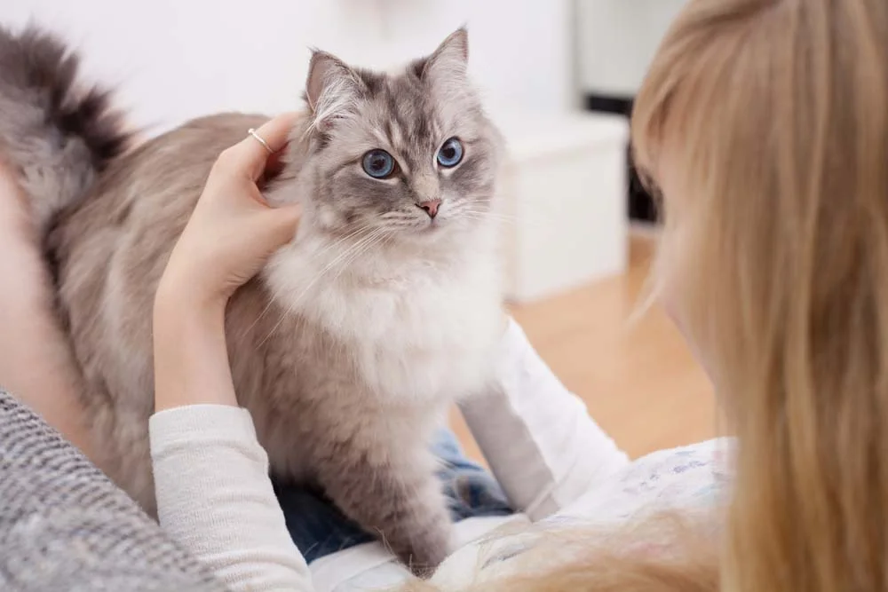 O gato Ragdoll adora colo e muito carinho!