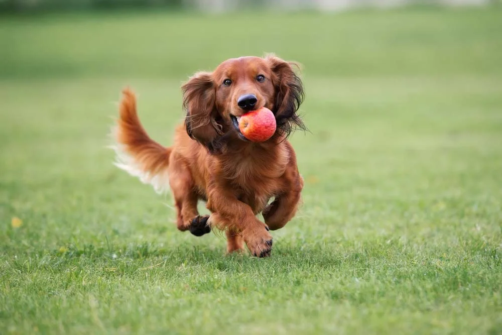 O cachorro Dachshund adora brincar ao ar livre