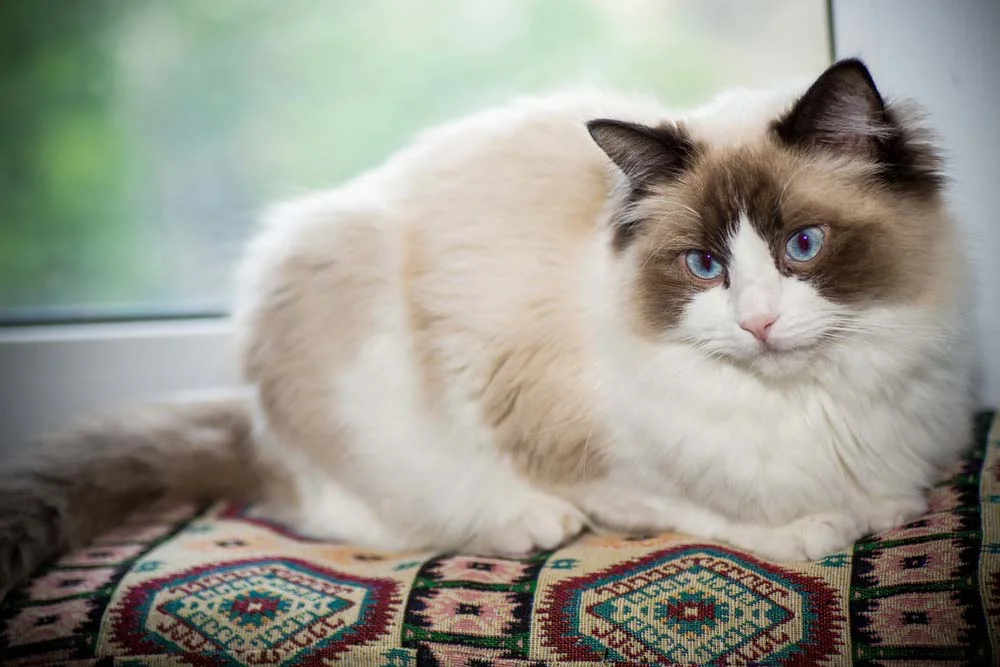 Mesmo sendo um gato gigante, Ragdoll vive muito bem dentro de apartamento