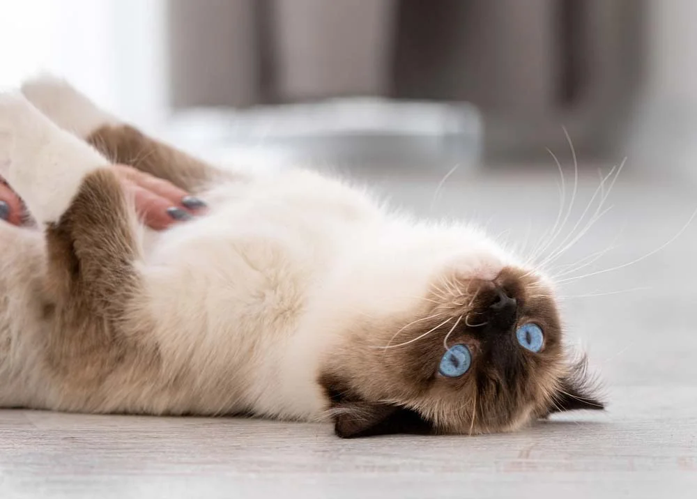 Gato Ragdoll ama deitar e receber um bom carinho