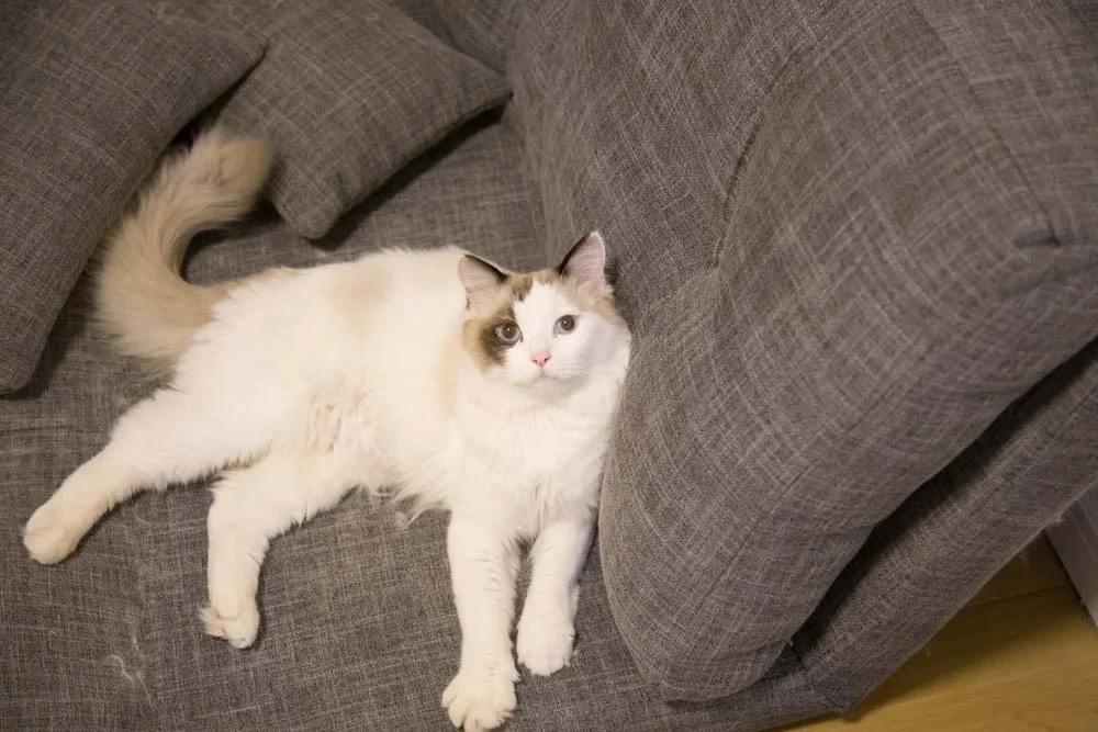 O gato da raça Ragdoll se esparrama todo igual uma boneca de pano