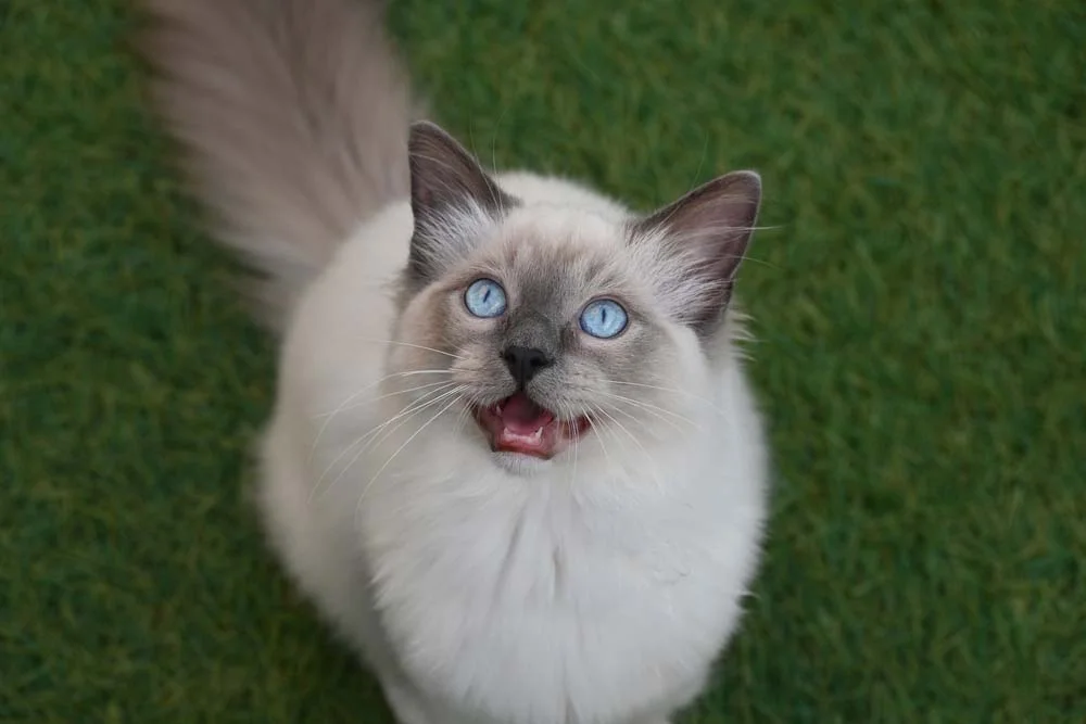 A raça Ragdoll tem um jeitinho carinhoso, apegado à  família e carente