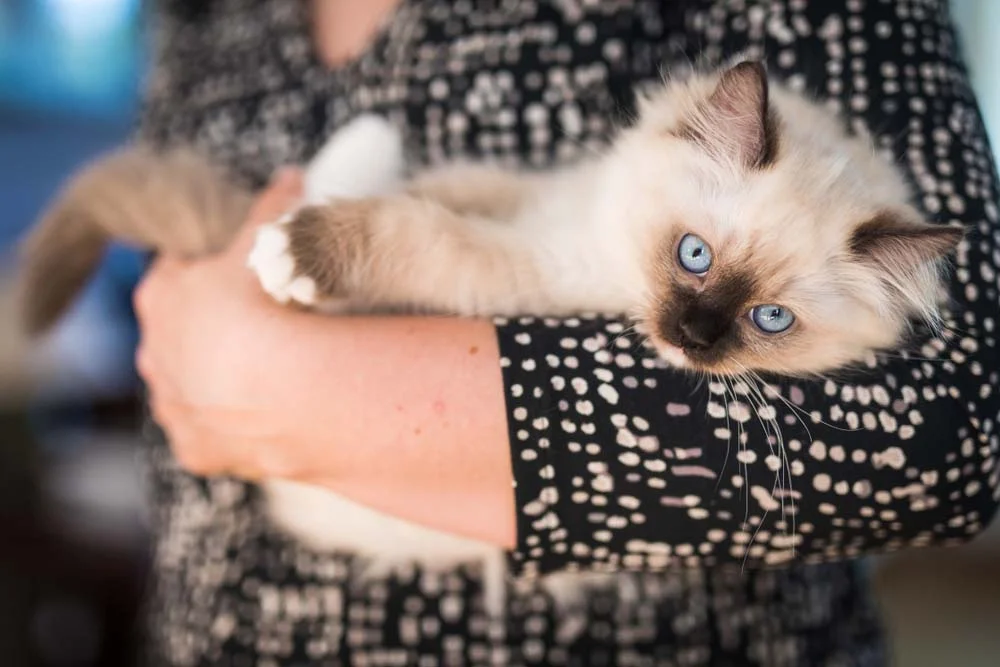 O Ragdoll é muito sociável e se dá bem com crianças, idosos, adultos, visitas e outros pets!