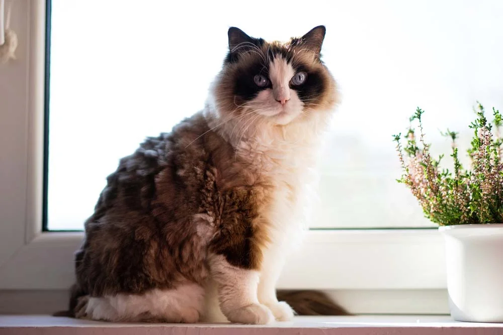 O gato Ragdoll Mitted possui a cor branca nas patas e castanho no dorso e boa parte da cabeça