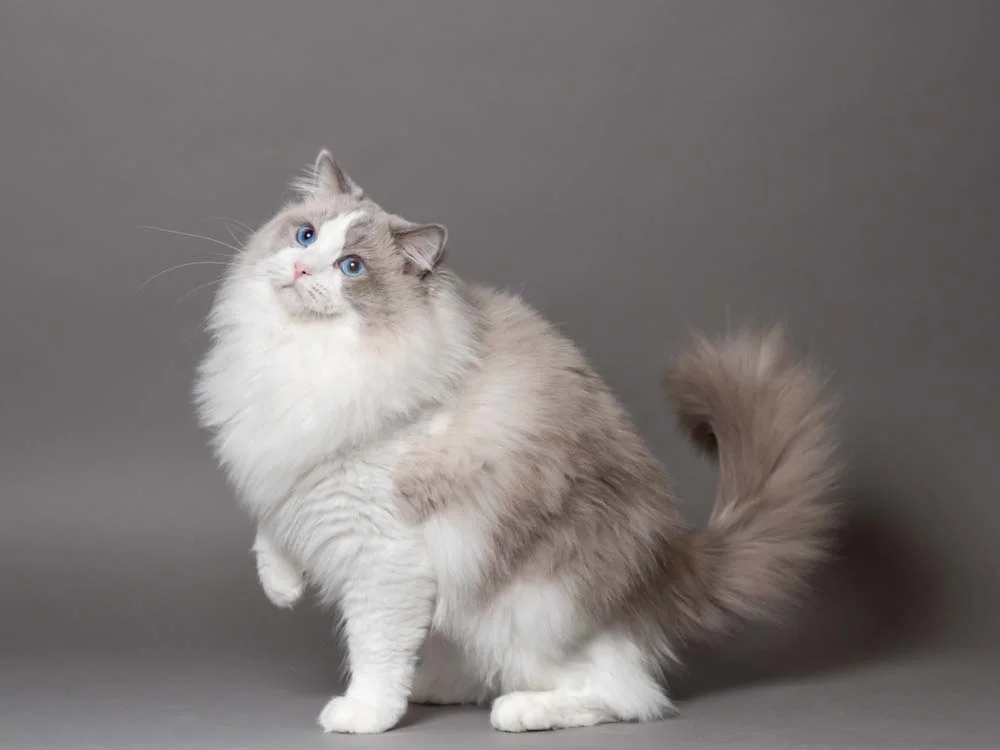 Raça de gato Ragdoll: esse é um bicolor azul (ou cinza). É conhecido por ter uma mancha branca no rosto em forma de V