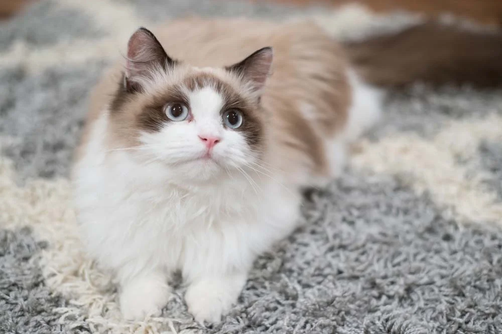 O gato Ragdoll também pode ter diferentes tons de bege e marrom em sua pelagem