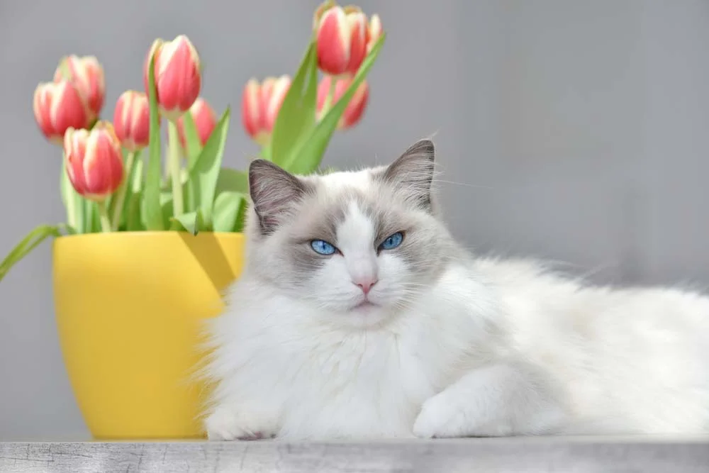 O Ragdoll lilás tem pelos mais puxados para o acinzentado