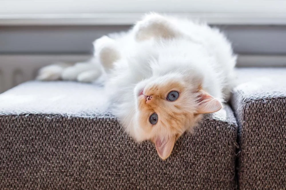 O gato da raça Ragdoll vermelho tem a tonalidade mais quente