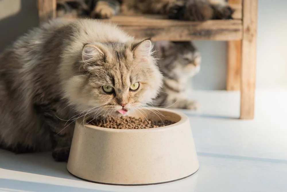 Comedouro para gatos: O ideal é que o potinho esteja na altura dos cotovelos do felino, evitando refluxo e problemas de digestão.