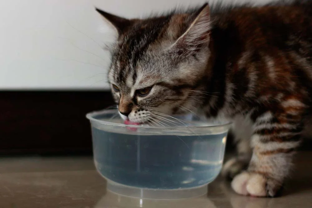 Bebedouro para gatos: os felinos gostam de água sempre fresca. A altura deve ser a mesma do comedouro, na linha do cotovelo.