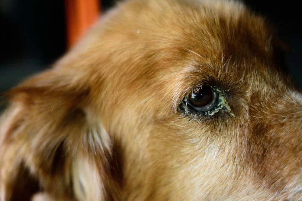 Descubra se remela no olho do cachorro pode ser verme