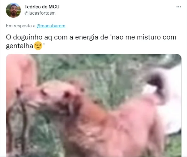 Quem mais tem um doguinho que pensa desse jeito?