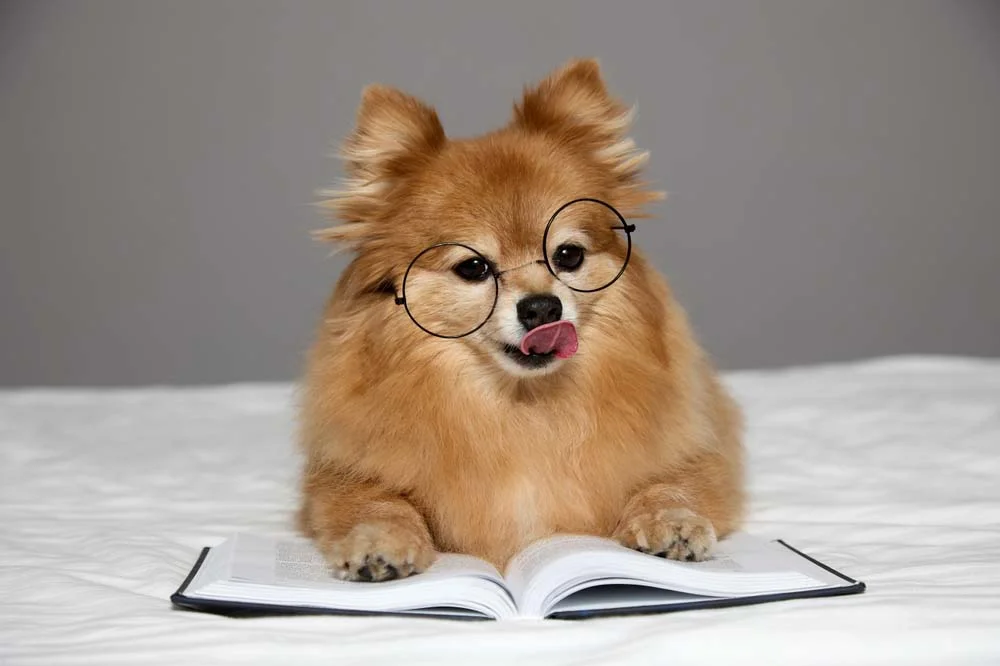 O cachorro Spitz pode ser batizado com nomes da literatura, como Harry, Gandalf ou Julieta