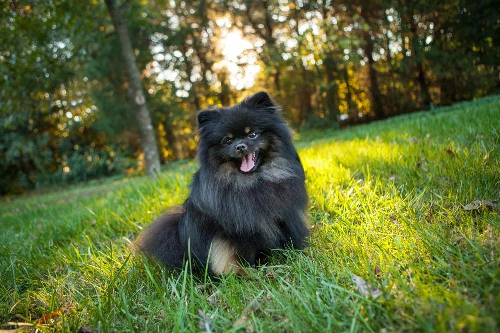 Spitz Alemão: 200 nomes para chamar um cachorro da raça Lulu da Pomerânia