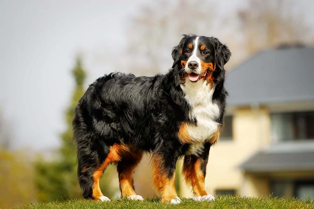 O cachorro Bernese era utilizado originalmente como cão de guarda e pastoreio