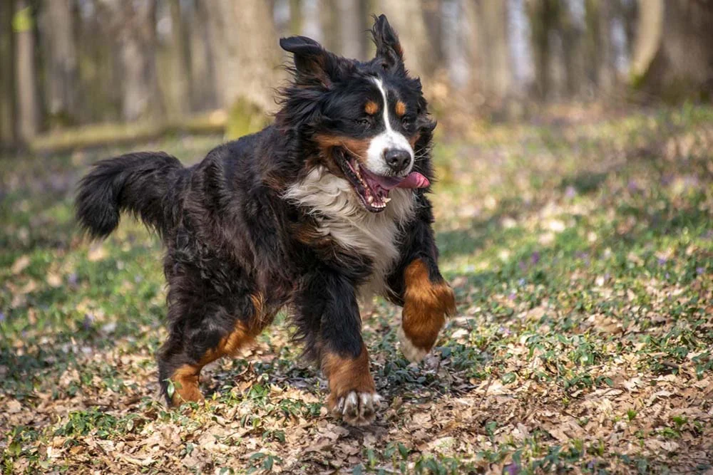 O Bernese é um cachorro cheio de energia e que ama brincar