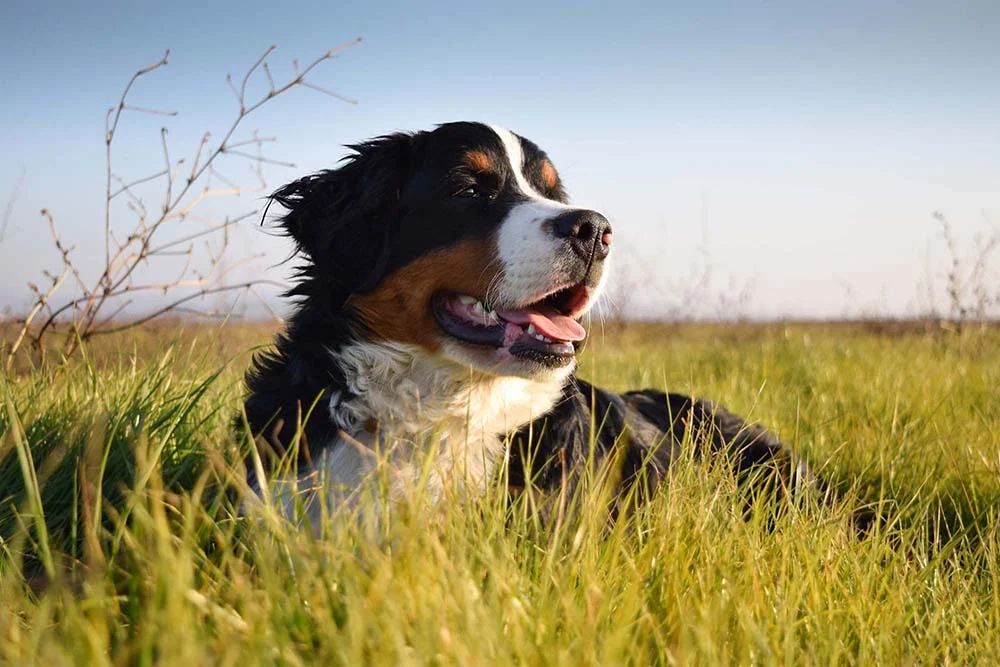 Raças de cachorro: o Bernese precisa de cerca de 30 minutos de passeios diariamente