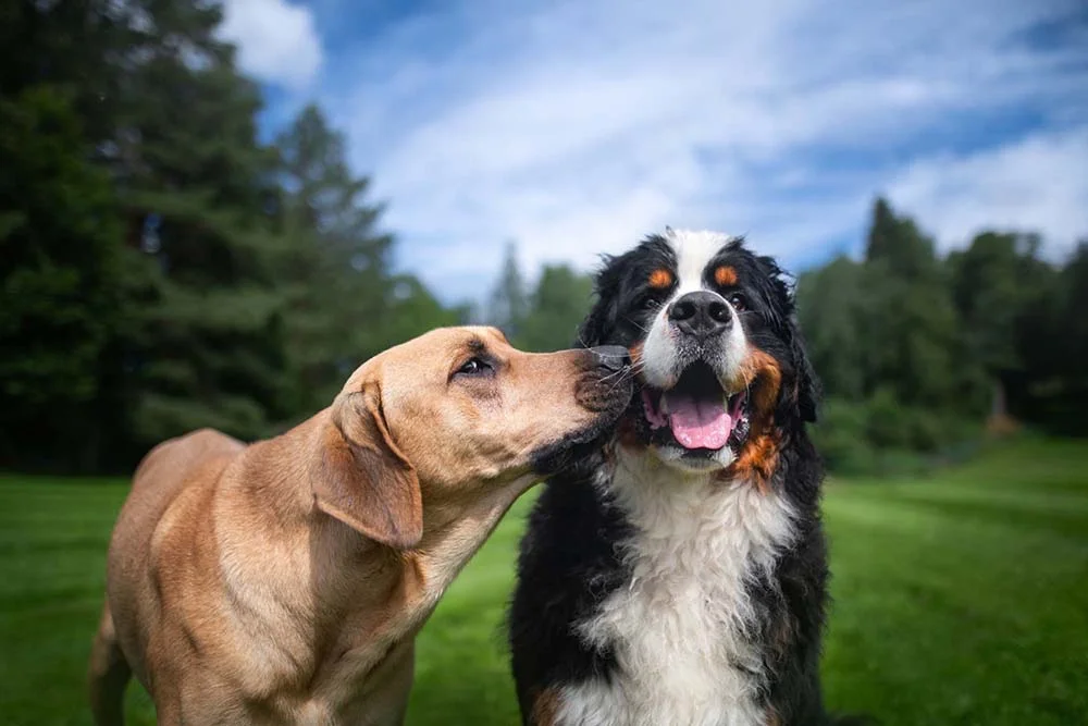 O Bernese é muito sociável e mantém boa relação com outros cães