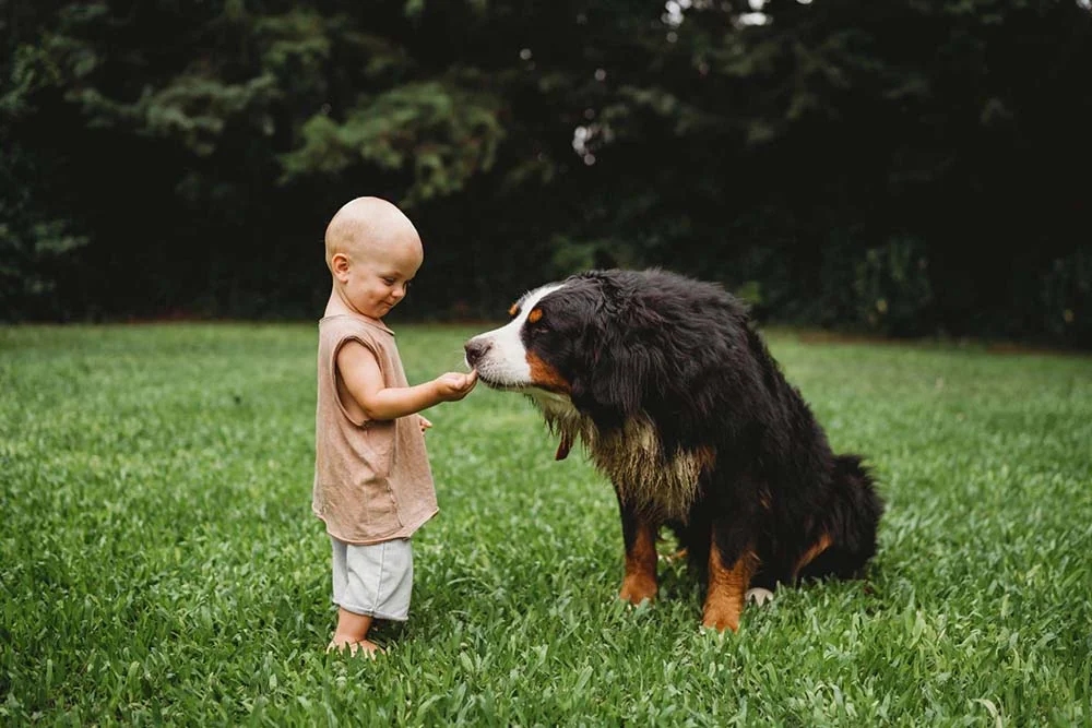 O Bernese é um cachorro que se dá bem com crianças