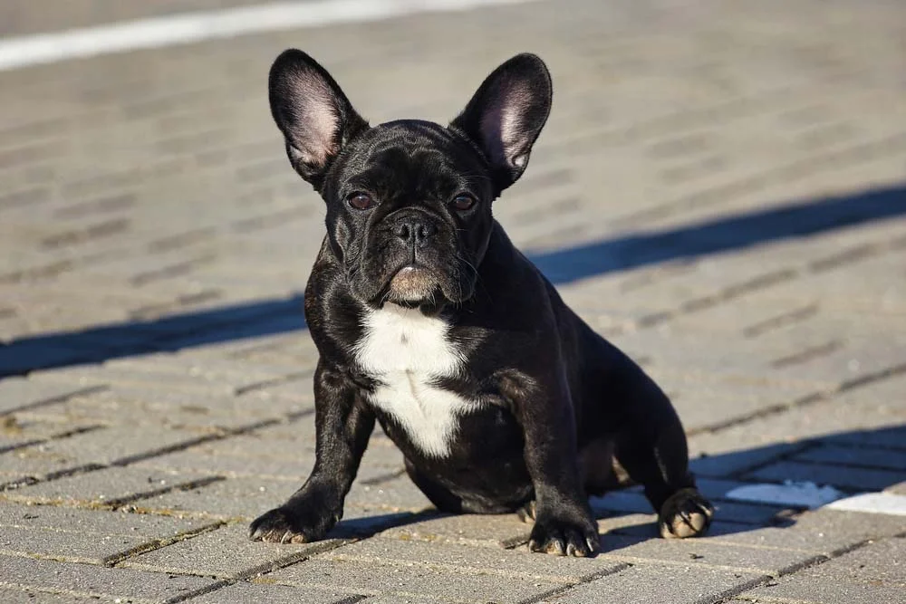 Sugestão de nomes para cadelas Bulldog Francês: Tapioca, Pamonha ou Panqueca.