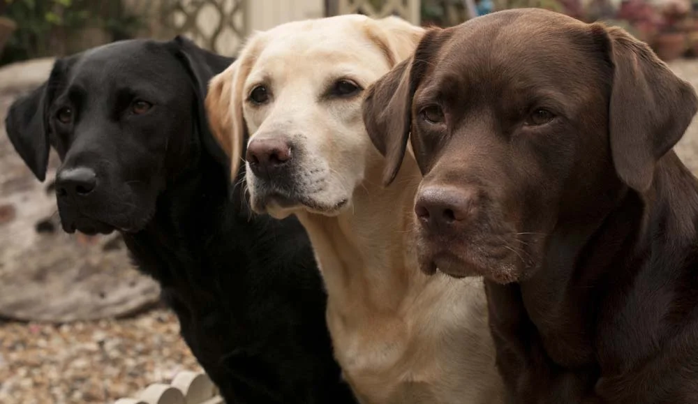 Nome de cadela fêmea da raça Labrador Retriever pode ser Zoe, Venus ou Ramona.